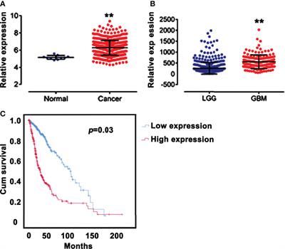 SPAG5 Is Involved in Human Gliomagenesis Through the Regulation of Cell Proliferation and Apoptosis